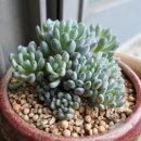 블루빈스 이미지