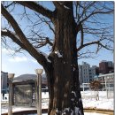 계산동 은행나무 이미지