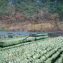 ◀ 유기농 무청시래기 ▶ 강원도 청정지역에서 자연건조 - 무청전용 종자로 재배 이미지
