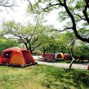 중문진실캠핑장 이미지