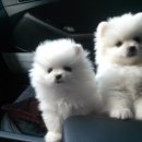 화이트포메라니안 이미지