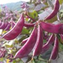 제비푸드 이미지