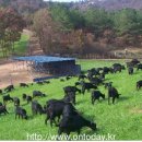 [ #귀농 #흑염소] 강진 수암틈새농업귀농대학 ‘친환경 축산으로 6차 산업 만들겠다’ 이미지