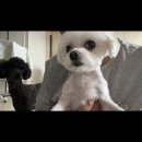 김인곤보쌈 | 일기ㅉ6