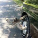 나무늘보 이미지