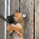 만배네 애견카페 이미지