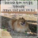 지에스25봉산문화점 | [공지] 인천 벚꽃 명소 인천대공원에서의 벚꽃놀이, 반려견 놀이터, 주차 후기