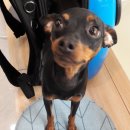 본오365동물병원 이미지