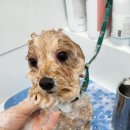 봉쥬르 밀크숑 이미지