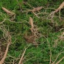 산삼수산 이미지