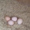 경순농장 이미지