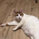 뱅갈온니 | 고양이 컬러 분류 (2020年 6月 6日 자 수정본)(세미코비 단모종 고양이의 가장 예쁜 컬러 내용 추가)