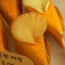 코아양과