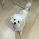 이래전자 | 삼성 비스포크 로봇청소기 개똥 먹은 후기, 삼성전자서비스 김해센터 AS 비용, 방문후기