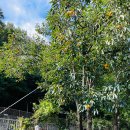 럭키유치원 이미지