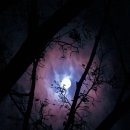 로시난테 이미지