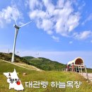 평화전망대스토어 | 강원도 여름 가볼만한곳! 평창 대관령 하늘목장 트랙터 마차 애견동반 여행