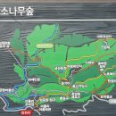 11월5일(일) 제46차 정기산행 대관령 소나무숲길 만추 산행 이미지