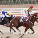 로얄더비파크 이미지