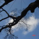 고목나무 이미지