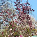 산책길(반려동물 미용실) | 서울 도심 속 비밀의 숲, '홍릉숲' 벚꽃 산책 (주차/반려동물/이용시간 꿀팁)