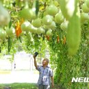 전주우리밀영농조합 이미지