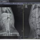 다나동물병원 이미지