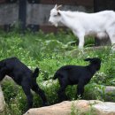 김철농장 이미지