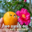 섭지코지농원 | 제주 감귤체험 추천 성산 제주도 귤따기체험 후기