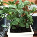 페페로미아 이미지