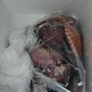 홍크린 | 쪼이수산 국내산 홍가리비 내돈내산 가리비찜 조리 후기