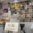 야옹아 놀자 이미지