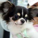 미스터독 이미지