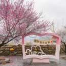 섬진강매화로 | 광양 섬진강을 따라 매화와 먹거리 볼거리가 가득한 매화축제 후기