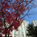 홈플러스 야탑점 | 분당,야탑역 매화공무원아파트 25평구조