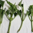 벌막공원 이미지