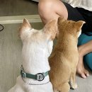 샘 호떡 이미지