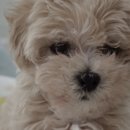 황언니 펫살롱 이미지