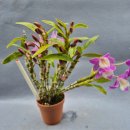 Den. Hamana Lake 'kumi' 이미지