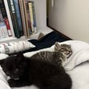 나비캣 | 나비나무 Z형 캣타워 일반용 5단 구매후기(튼튼한 캣타워 추천)