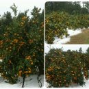 창민농장 이미지