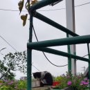 카멜리아의원 이미지