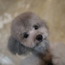 견사무소 호텔 유치원 이미지