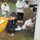 아침목장 | 제주 아기랑 여행 필수 코스! 입장료 무료인데 이 정도라고? 아침미소목장 솔직후기 내돈내산