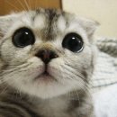 365동물병원 분당점 이미지