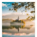 비발디 향기나무 이미지