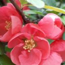 부안사슴농장 이미지