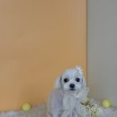 그루아미 이미지