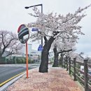 낙동강변 | 봄비 맞은 안동 낙동강변 벚꽃 엔딩, 꽃비 내리는 거리 산책 후기