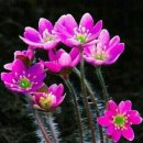 향기나라사랑이 이미지